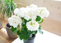 紫陽花 ポージィーブーケ グレイス ５号 ホワイト 底面給水 額紫陽花 母の日 お祝い 毎年楽しめる プレゼント