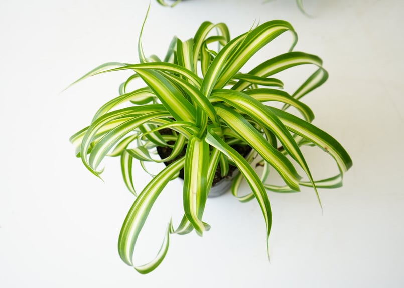 オリヅルラン 巻葉 マキバオリヅルラン 3号 観葉植物 ハンギングにも