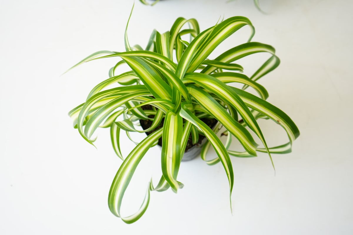 オリヅルラン 巻葉 マキバオリヅルラン 3号 観葉植物 ハンギングにも