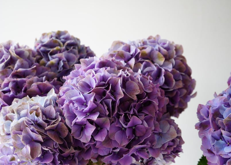 紫陽花 秋色アジサイ レッドアイ 6号 底面給水 母の日 贈り物 ギフト