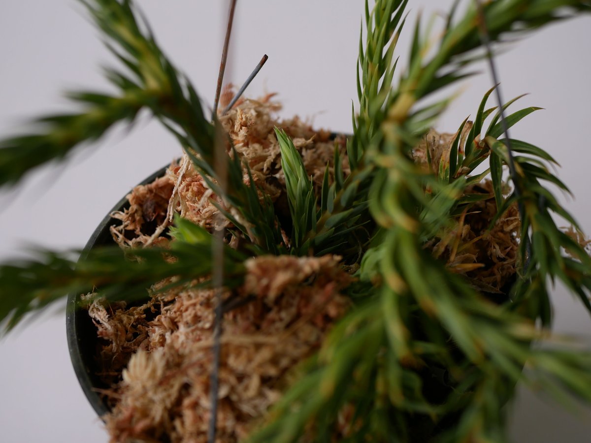 フペルジア HUPERZIA HYBRID シダ植物 | インテリアグリーンとギフト