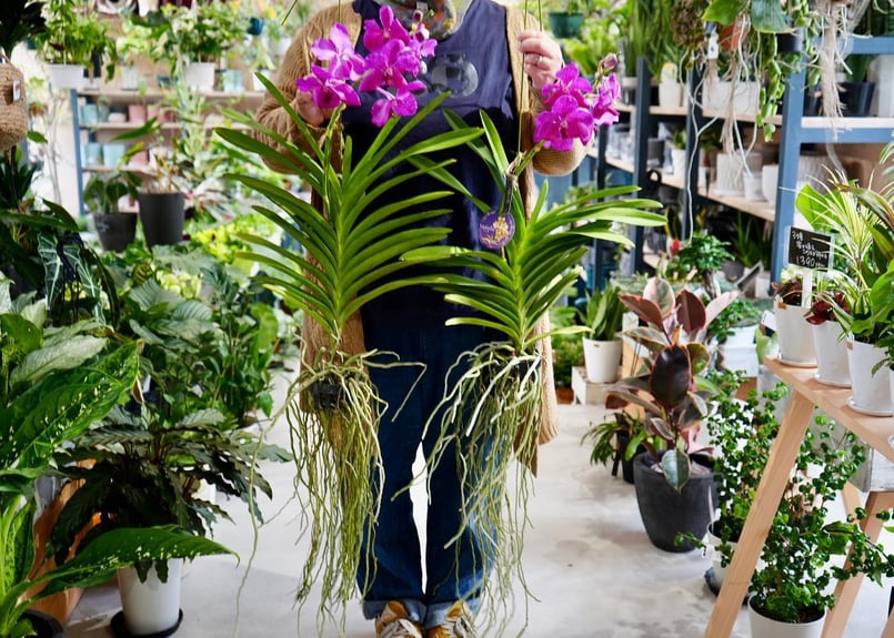 バンダ ヤノブルー No.28鮮やかな花 洋ラン ワイルドな根を楽しむ