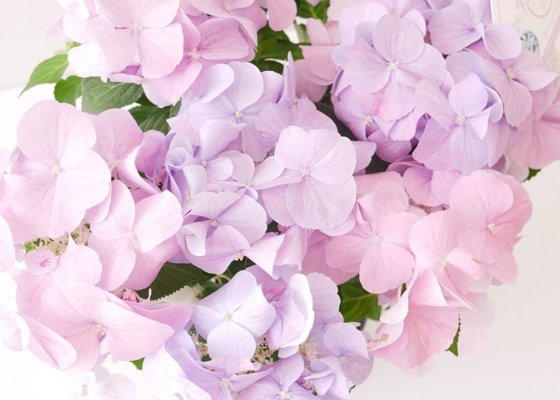 紫陽花 ハイドランジア フレンチボレロ 上品なパステルカラー