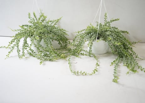 ミリオンハート 白 5号｜ふんわり垂れる斑入りリーフが可愛い多肉植物｜ハンギング・インテリアグリーン｜ﾐﾘｵﾝﾊｰﾄ ｼﾛ 多肉植物 5号