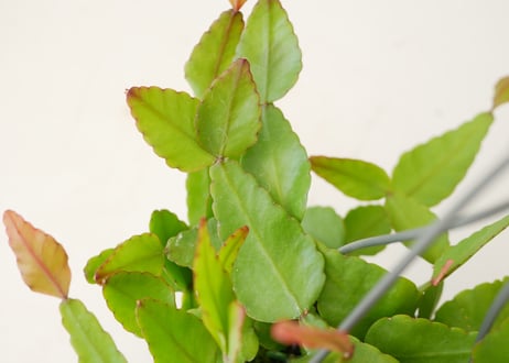 リプサリス　エリプティカ　ハンギング　観葉植物　森林サボテン　育てやすい