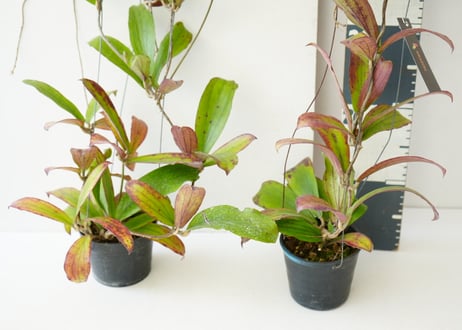 ホヤ エルスリナ 吊り鉢 Hoya erythrina 着生植物 レア植物