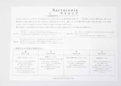 サラセニア 食中植物 4.5号 多年草 鮮やかなカラー