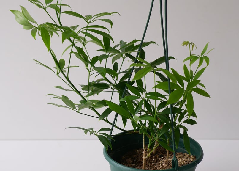 大株　シェフレラ　コンパクタ　7号　吊り鉢 シェフレラ ホンコン アルボリコラ コンパクタ 7号 吊り鉢 可愛いおて