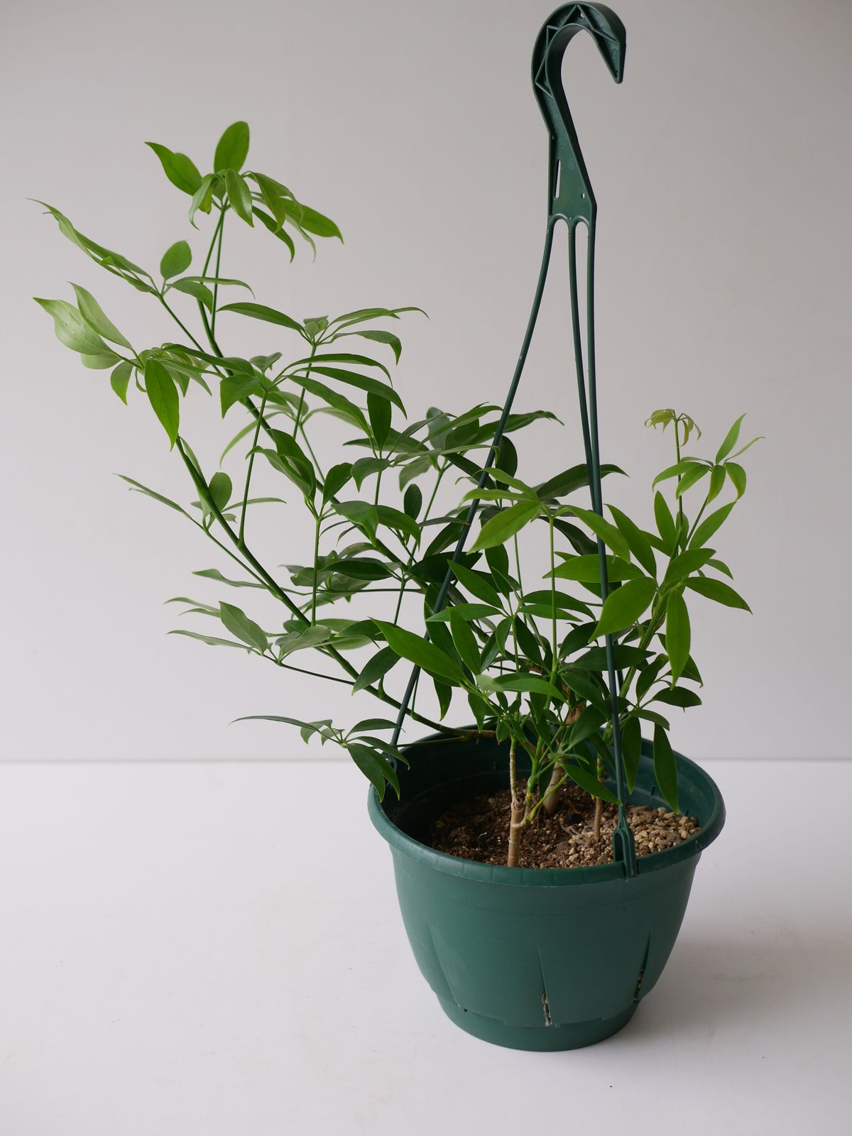 大株　シェフレラ　コンパクタ　7号　吊り鉢 シェフレラ ホンコン アルボリコラ コンパクタ 7号 吊り鉢 可愛いおて