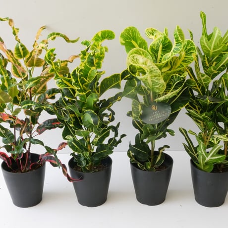 クロトン | STORES