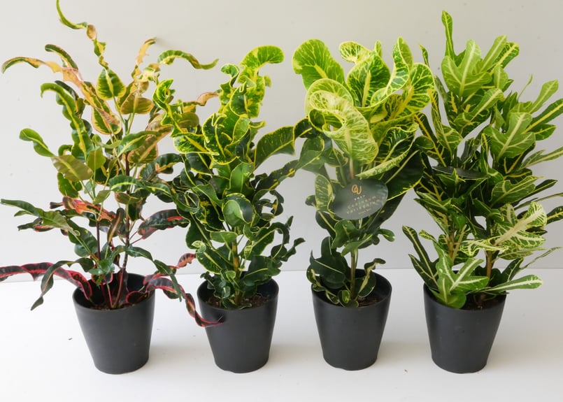 クロトン 常緑性低木 変葉木 観葉植物 | インテリアグリーンとギフト