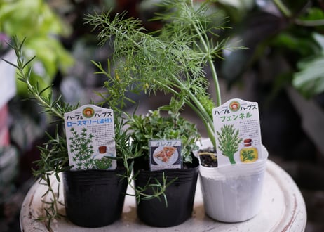 【おまかせコース 4000円】フレッシュハーブのバスケット寄せ植え　ギフト　お料理