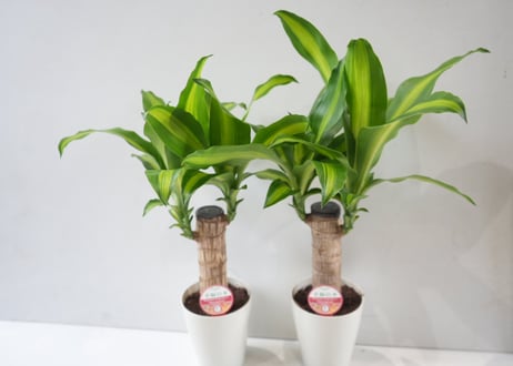 ドラセナ マッサンゲアナ（幸福の木）4号ポット｜観葉植物 室内 インテリアグリーン 初心者 育てやすい おしゃれ ギフト｜ﾏｯｻﾝｹﾞｱｰﾅ マッサン 4号