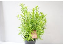 サザンクロス パースピンク 6号鉢｜花木 常緑低木 オージープランツ ピンクの花 香りのある庭 鉢植え ガーデニング｜ｻｻﾞﾝｸﾛｽ 'ﾊﾟｰｽﾋﾟﾝ 他花木 6号