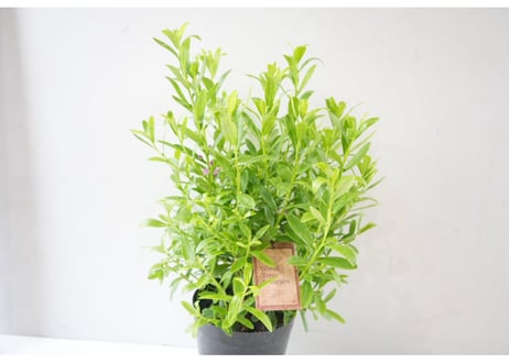 サザンクロス パースピンク 6号鉢｜花木 常緑低木 オージープランツ ピンクの花 香りのある庭 鉢植え ガーデニング｜ｻｻﾞﾝｸﾛｽ 'ﾊﾟｰｽﾋﾟﾝ 他花木 6号