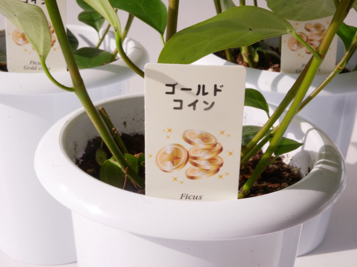 フィカス ゴールドコイン 小判菩提樹 size L フィカス ゴールドコイン ゴムの木 コバンボダイジュ |