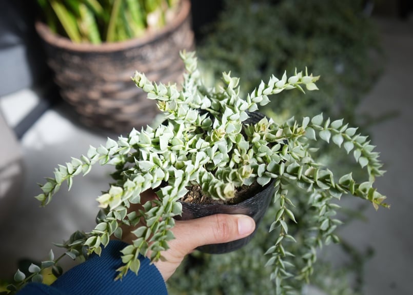 斑入り　挿し木用（カット）多肉植物　ディスキディア　ミリオンハート ディスキディア・ミリオンハート(斑入り種)』🌱 ミリオンハートの
