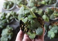 チャメロプス セリフェラ 8号 かっこいいシルバーリーフ ヤシ ドライ