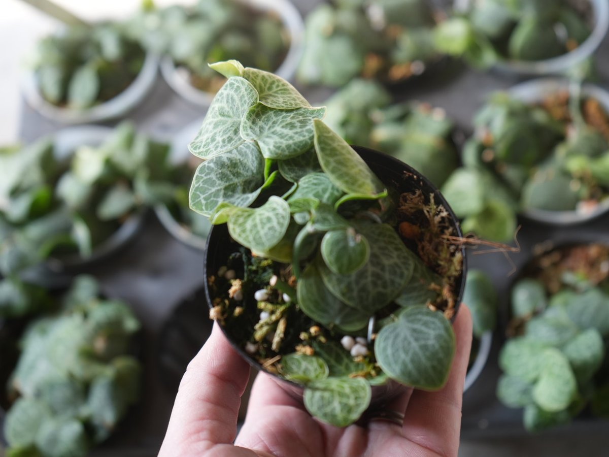 ラフィドフォラ クリプタンサ 2.5号 人気の観葉植物 半蔓性