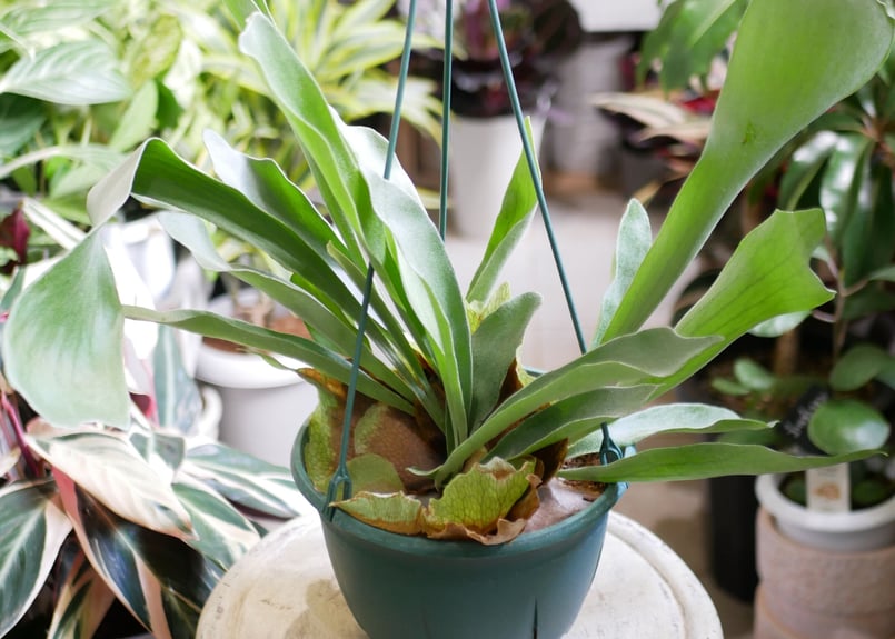 コウモリラン ビカクシダ ハンギング 着生植物 観葉植物 コウモリラン ビカクシダ ハンギング 着生植物 観葉植物