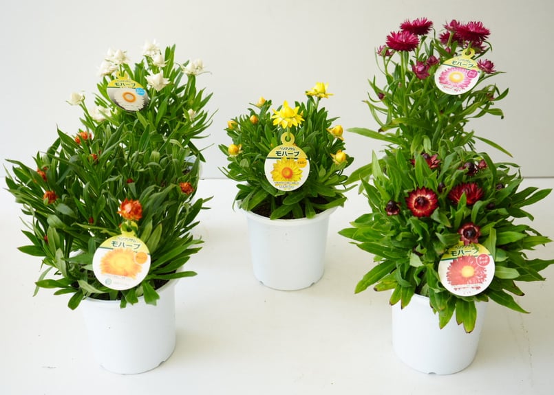 ヘリクリサム モハーブ 5号 オージープランツ 可愛いお花 鮮やかで長く