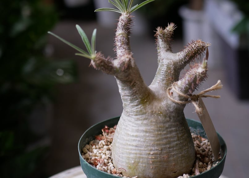 パキポディウム グラキリウス 5号 発根済み | インテリアグリーンと