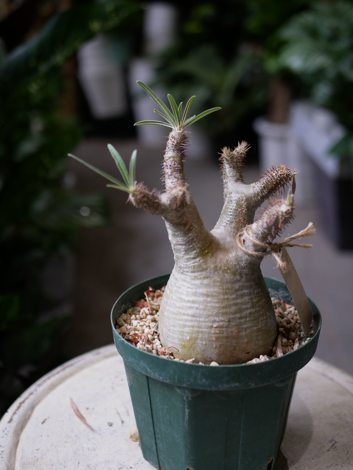 パキポディウム グラキリウス 5号 発根済み | インテリアグリーンと