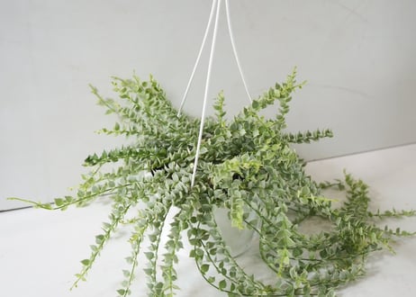 ミリオンハート 白 5号｜ふんわり垂れる斑入りリーフが可愛い多肉植物｜ハンギング・インテリアグリーン｜ﾐﾘｵﾝﾊｰﾄ ｼﾛ 多肉植物 5号