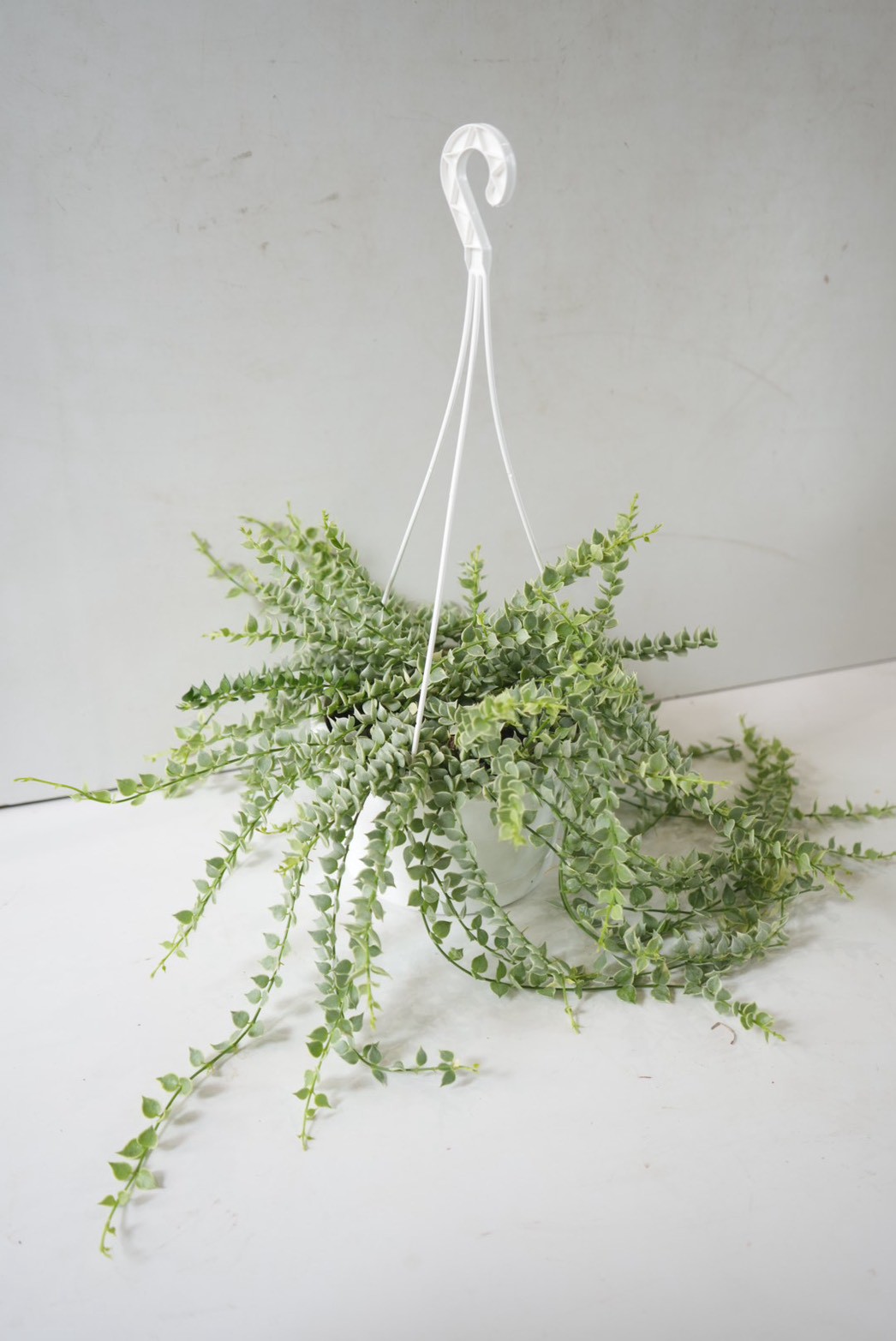 ミリオンハート 白 5号｜ふんわり垂れる斑入りリーフが可愛い多肉植物