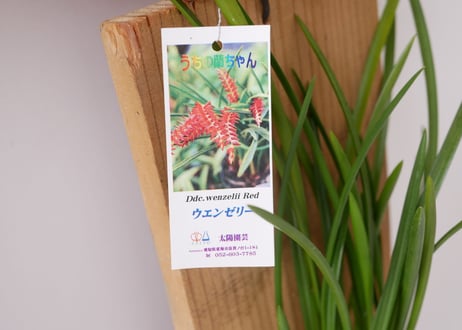 板付け　蘭