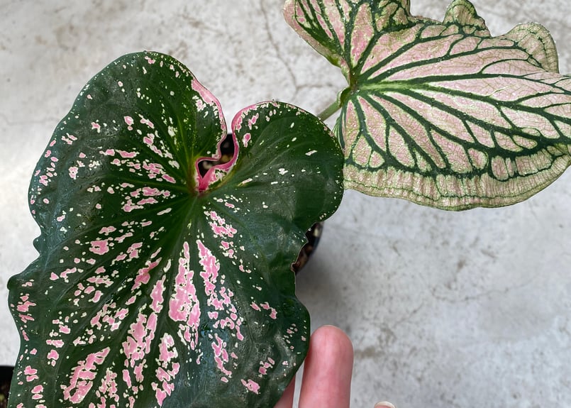 カラジウム　カラジューム　ピンク　シンフォニー　大株　ソルソ　グリーン　レア植物 楽天市場】PLANCHU 観葉植物 カラジウム ピンクシンフォニー 4号