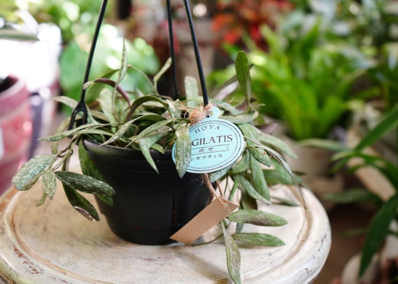 ホヤ シギラティス 5号 吊り鉢 斑入り 細葉 希少 ハンギング まだら