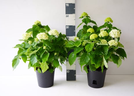 紫陽花 アナベル 5号 底面給水 母の日 贈り物 ギフト 人気のライムグリーンとホワイトのお花