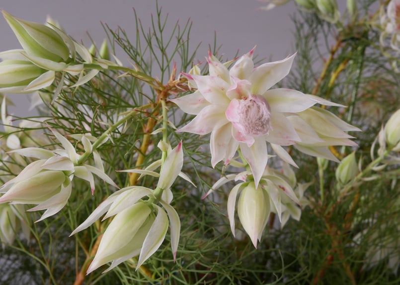 セルリア ブラッシングブライド ネイティブフラワー 可愛い淡いピンク