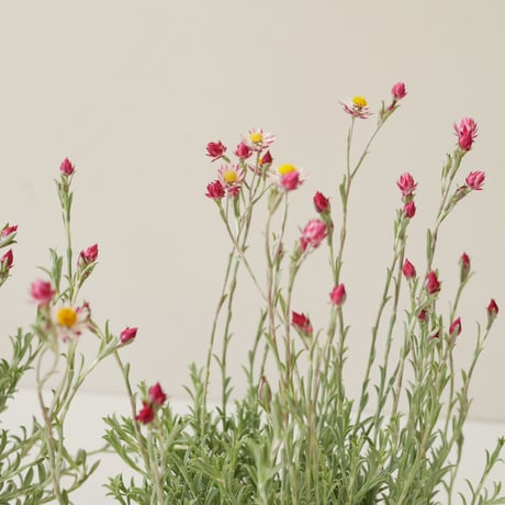 シンカルファ　ハートクイーン　ヘリクリサム　可愛い小花を長く楽しめる 多年草