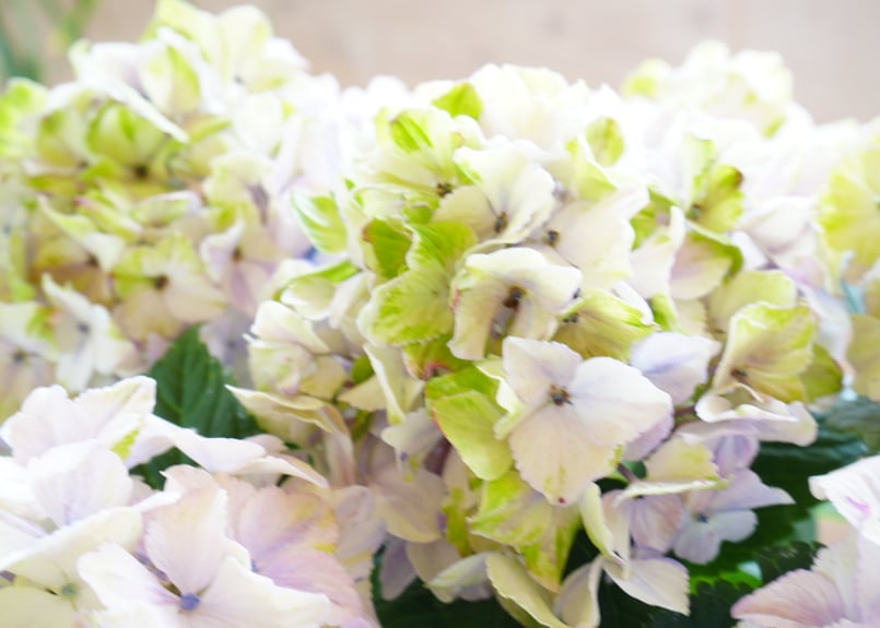 紫陽花 ミルキーウェイ 5号 底面給水 額紫陽花 母の日 お祝い 毎年