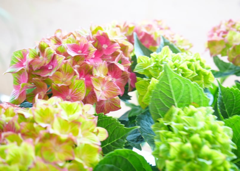 紫陽花 ロイヤルグリーン 6号 底面給水 額紫陽花 母の日 お祝い 毎年
