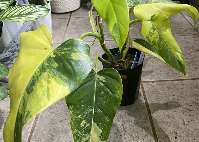 フィロデンドロン ドメスティカム 4号 観葉植物 斑入り レア イエロー