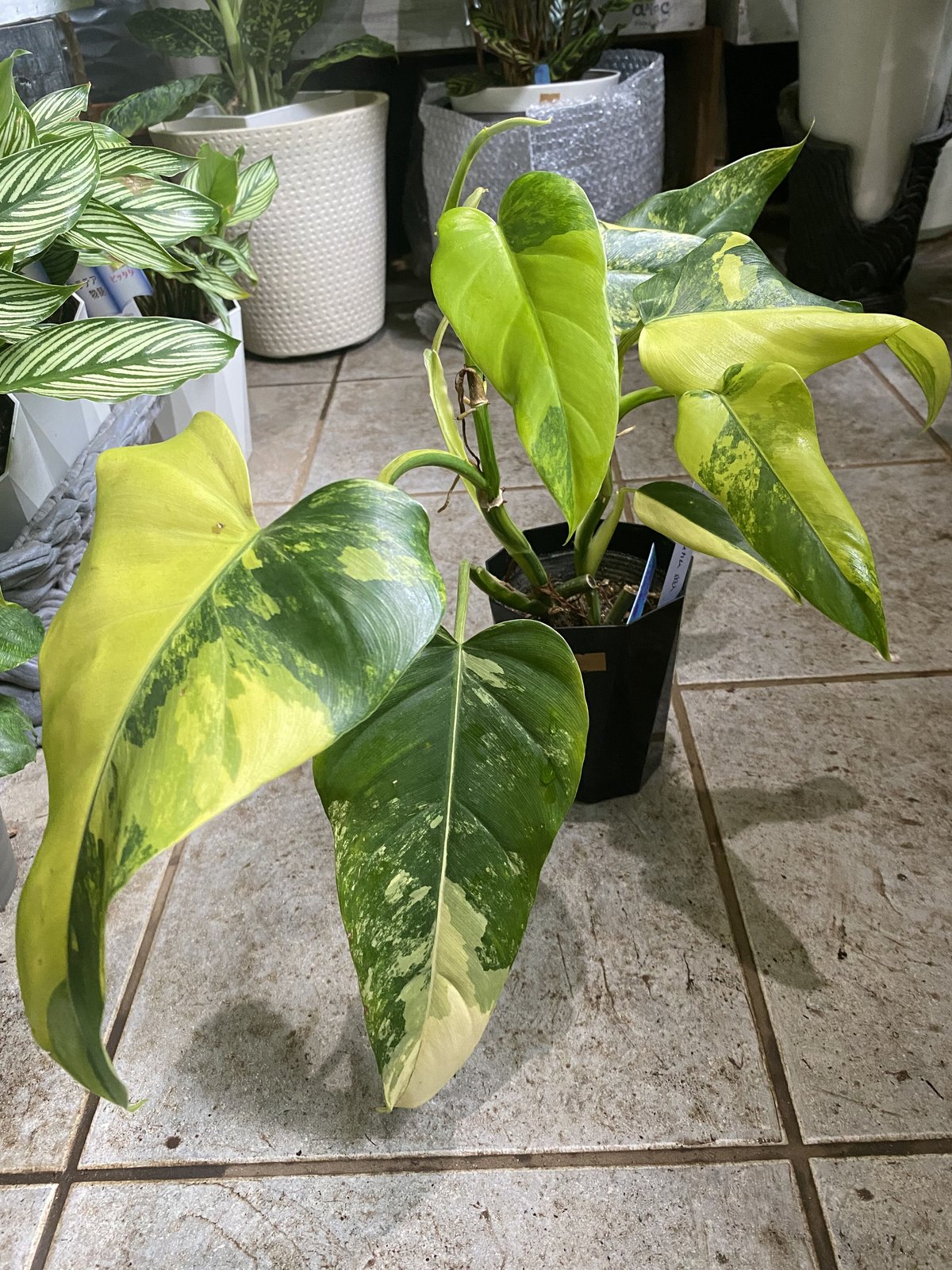 フィロデンドロン ドメスティカム 4号 観葉植物 斑入り レア