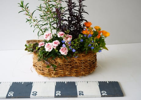 【 おまかせ 】季節の花苗籠よせ 5000円 贈り物 誕生日 ギフト 開店祝い