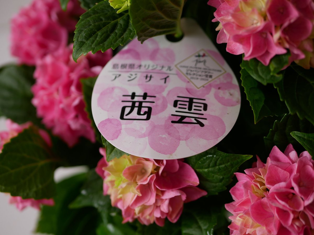 美空 限定MD 紫陽花の咲く道 Amazon｜あじさい 早咲4月発送 さかもと園芸 達人のあじさい