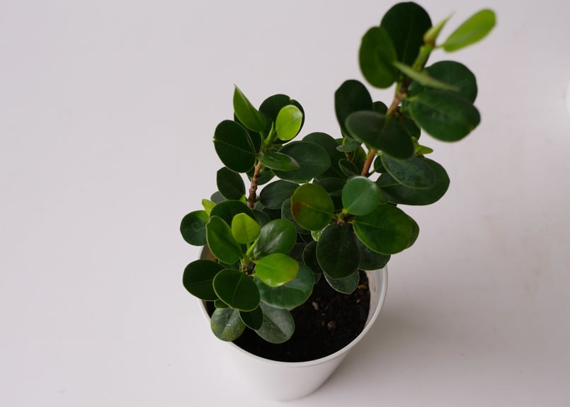 現品　ガジュマル　パンダガジュマル　55番　希少　インテリアグリーン　かわいい ガジュマル パンダガジュマル 55番 希少 インテリアグリーン かわいい