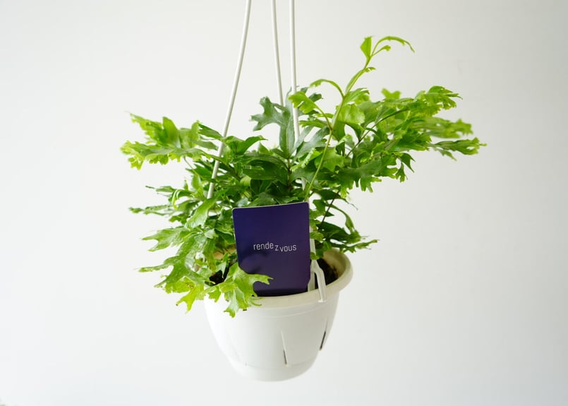 ポリポディウム ファラックス 5号 吊り鉢シダ ふわふわの分岐する葉