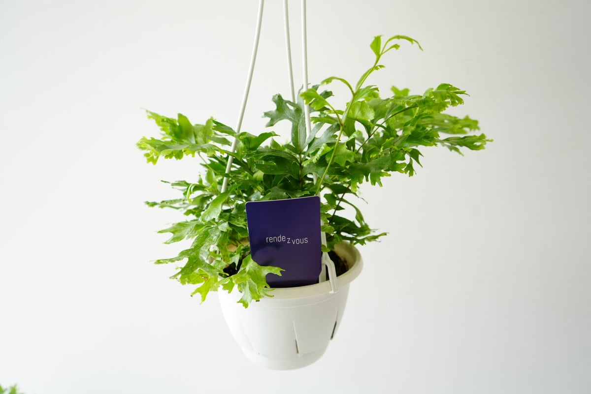 その他観葉植物 P fit=scale-down,w=1200