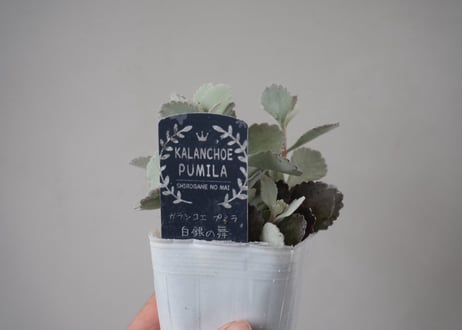 カランコエ 白銀の舞 3号｜シルバーリーフの多肉植物｜ふわふわ質感・室内インテリアにおすすめ