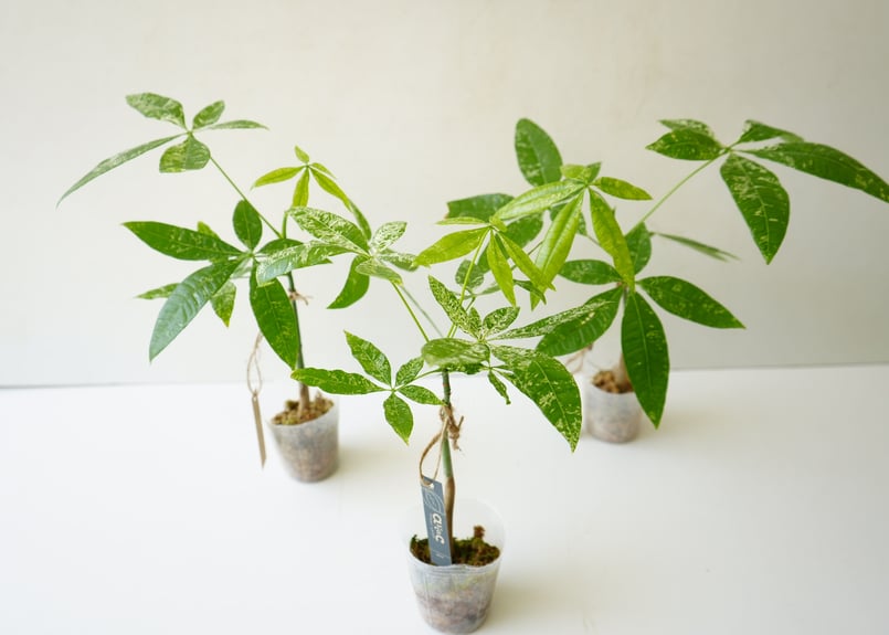 パキラ アクアティカ 2.5号 斑入り 人気のインテリアグリーン 実生