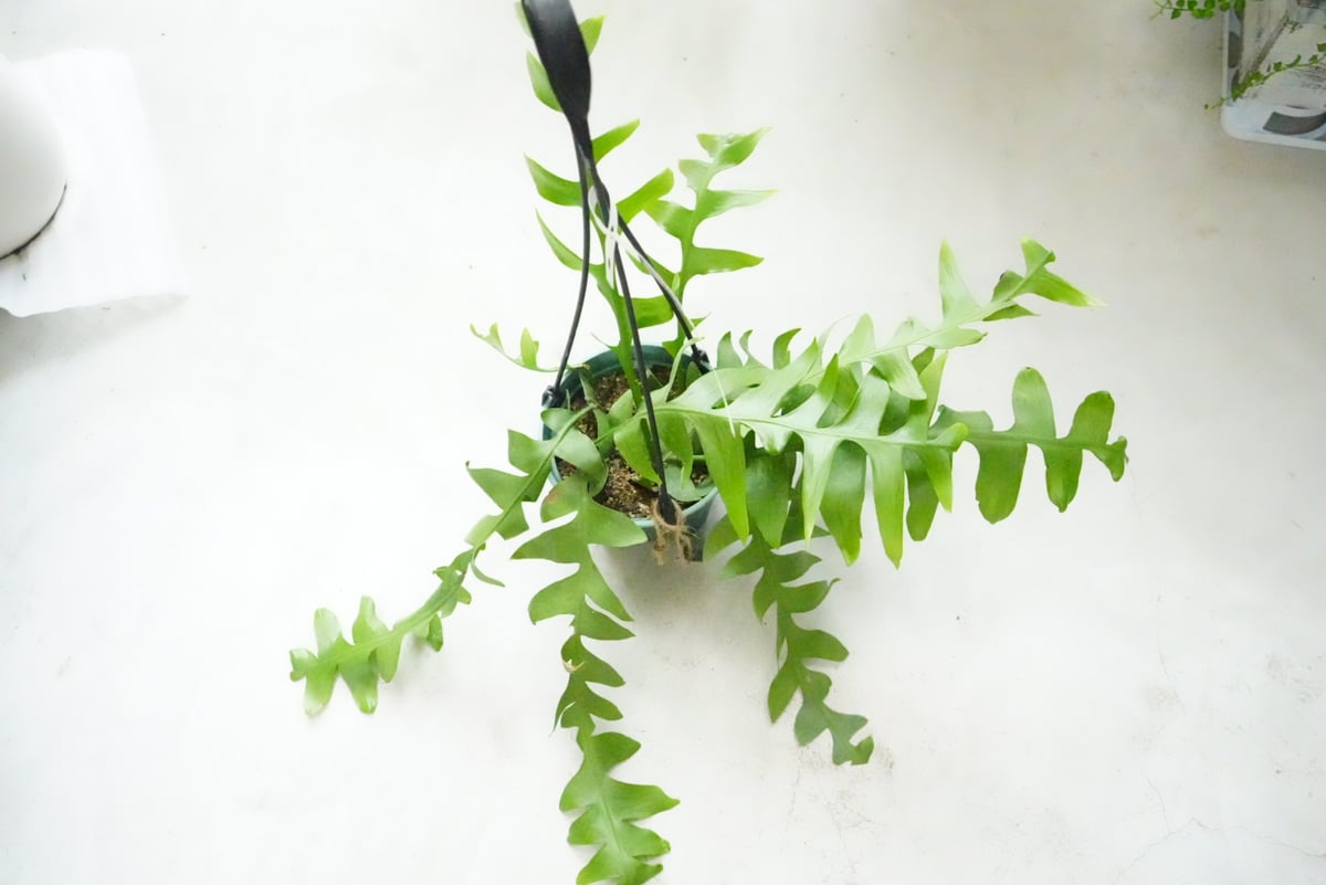 エピフィルム クリソカルディウム ハンギング 観葉植物 貴重な開花