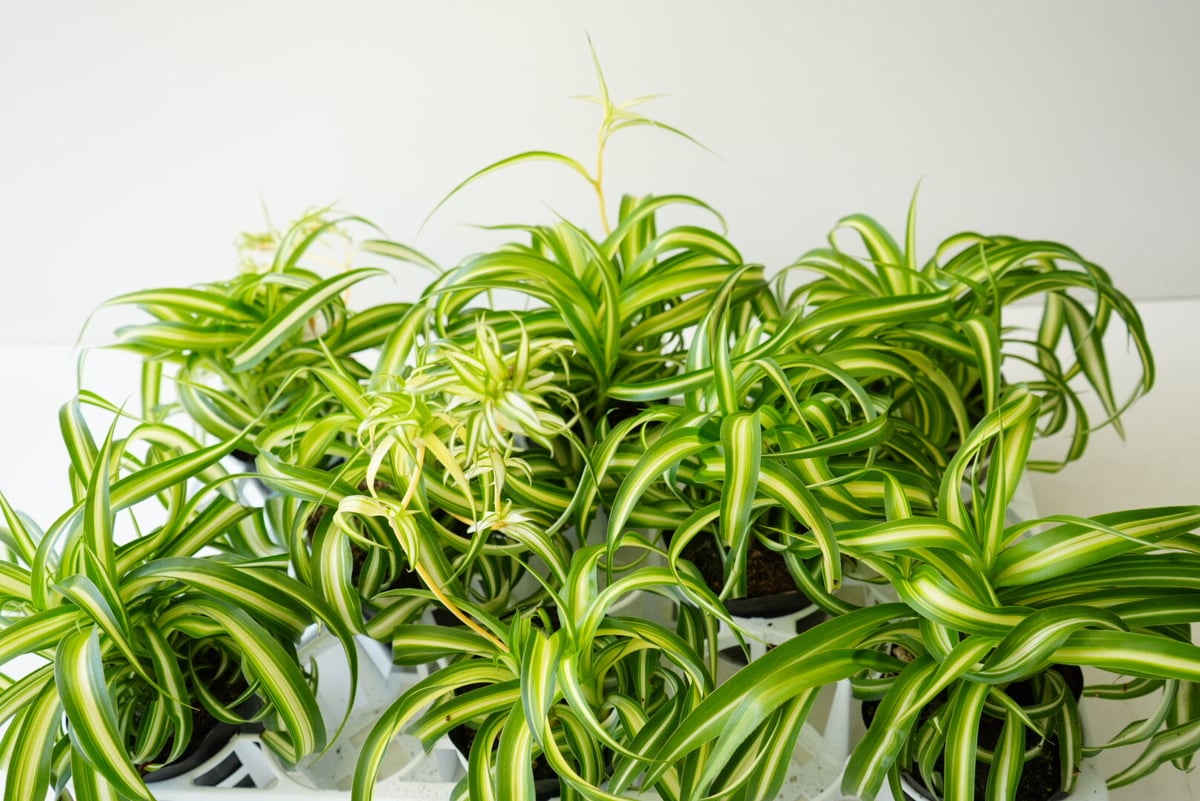 オリヅルラン 巻葉 マキバオリヅルラン 3.5号 観葉植物 オリヅルラン 巻葉 マキバオリヅルラン 3.5号 観葉植物