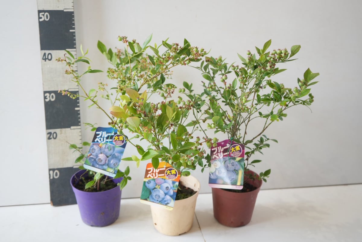 ブルーベリー 苗木 鉢植え 果樹 サザンハイブッシュ 4.5号鉢 果樹苗 初心者向け 実付き ブルーベリー
