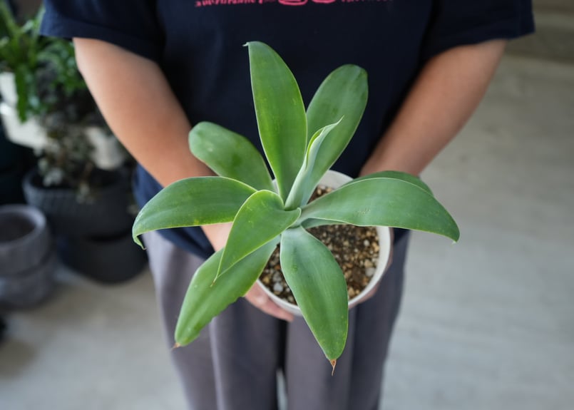 19 アガベ・アテナータ 8号 現品】アガベ・アテナータ 8号鉢 M46番